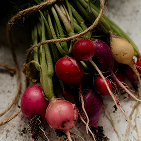 Radishes